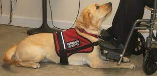 Select the type of license you are ordering. Service Dog Requirements Service Dog Certifications