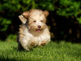 See puppy pictures, health information and reviews. Havanese Breeders In Indiana Gateway Havanese