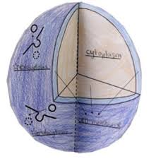 Animal cell model in 3d. Animal Cell Model 3d Model Paper Foldable Middle School Science