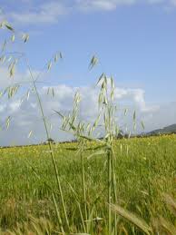 Image result for Grona barbata