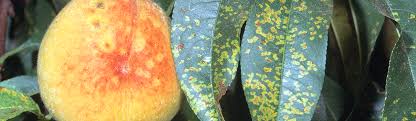 Rust / Peach / Agriculture: Pest Management Guidelines / UC Statewide IPM  Program (UC IPM)