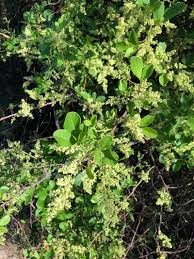 Image result for Searsia longipes