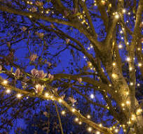 50 5mm Warm White LED Christmas Lights, Professional