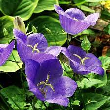 Pin On Flowers For Sheila