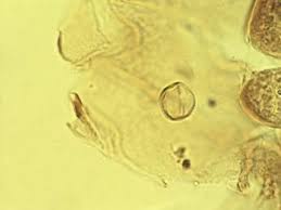 Image result for Calceolariaceae