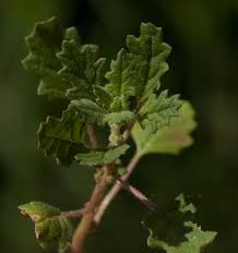 Image result for Dysphania carinata