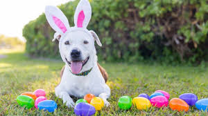 Dog Easter Egg Hunt At Brown County Dog Park This Weekend
