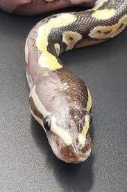 Pin On Animals
