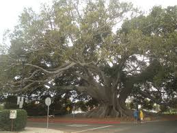 The large buttress roots make it a popular photo stop for people passing by. Moreton Bay Fig Tree Bild Von Moreton Bay Fig Tree Santa Barbara Tripadvisor