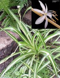 Image result for Anthericaceae