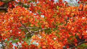 Maybe you would like to learn more about one of these? Bangalore Flowering Trees In Public Parks Karnataka
