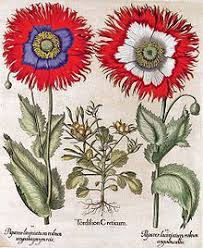 Hortus Eystettensis Wikipedia Botanische Zeichnung Vintage Botanische Drucke Botanische Illustration