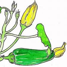 Badia spices is proud to offer organic and gluten. Wild Zucchinis Wildzucchinis Twitter