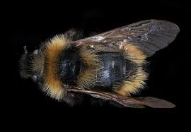 Image result for Bombus campestris