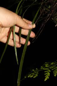 Image result for Vittaria elongata