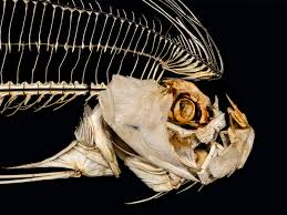 Последние твиты от real mermaid gossip (@realmermaidgoss). Meet The Real Animals Behind Mermaids Dragons And Other Mythical Creatures Smart News Smithsonian Magazine