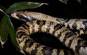 False Water Cobra Hydrodynastes Gigas Rear Fanged Animal Crackers Beautiful World Snake