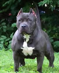 Pin En Pitbull Blue