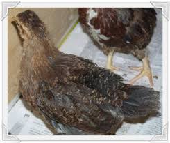 Maybe you would like to learn more about one of these? Speckled Sussex Hen Eggs Shefalitayal