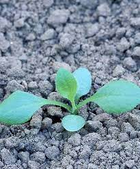 New England Aster Flower Seedlings Seedlings Native Plants