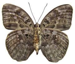 Image result for Hypselodelphys scandens