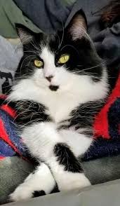 Black And White Tuxedo Cats Cat Facts Fun Trivia About Tuxedo Cats With Tuxie Tude Cattime Cute Cats Beautiful Cats Pretty Cats