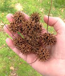Well most christmas trees are prickly,but certain ones are not prickly. The Most Dangerous Tree In The Suburbs American Orchard