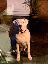 Bully kutta puppies are easy to respond well to training and socialization because they are intelligent dogs. Stud Dog Pakistani Bully Kutta Mastiff Stud Breed Your Dog