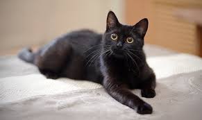Coming in top for female cats is poppy, followed by molly and luna. Over 375 Brilliant Beautiful And Bold Black Cat Names My Pet S Name