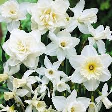 Daffodil Bulbs All White Mixed Selection 4 Or 5 Apart And 6 Deep In Groups Of At Least 30 Sun Part Shade Zone Daffodil Bulbs Bulb Flowers Daffodils