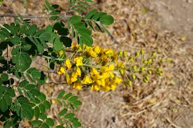 Image result for Erythrostemon