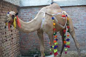 Camel qurbani kamran tessori part 2 Facebook