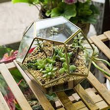 Vi fikk selv gode tips og triks fra moss ekspert, david spania. Ncyp Gold Glass Geometric Terrarium Home Tabletop Decor Pentagon Regular Brass Planter For Succulent Fern Moss Air Plants Miniature Fairy Garden Container Gift No Plants Included Pricepulse