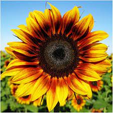 Robot Check Sunflower Pictures Orange Sunflowers Sunflower Seeds