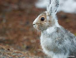 A Snowshoe Hare Lepus Americanus Near Canyon In Yellowstone National Park Usa Earthcaptur Yellowstone National Park Yellowstone National National Parks