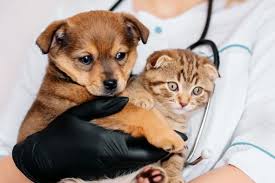 Why Preventive Care for Pets Is Crucial for Early Detection of Health Issues