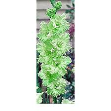 And some varieties are suited for planting in hanging baskets, while others grow upright. Buy Usa Made And Shipped From Large Bulbs 5 Fresh New Green Flash Ruffled Green Flowering Gladiolus Large Bulbs Plants Flowers Flowering Perennials Sword Lily Gladioli Seedsbulbsplants More Online In Indonesia B078hbdbnd