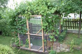 Kaninchen Nachts Im Freien Lassen Kaninchen