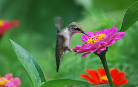 Maybe you would like to learn more about one of these? Free Download Flowers Birds Hummingbirds Tsiniya Pink Wallpaper 2048x1304 169566 2048x1304 For Your Desktop Mobile Tablet Explore 47 Floral Wallpaper With Birds Parrot Wallpaper Bird Wallpaper For Walls Bird Wallpaper For Computer