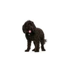We did not find results for: Cockapoo Puppies Petland Pets Puppies Chicago Illinois