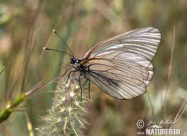 Aporia crataegi is by far the commonest and most widespread member of the genus, being found from spain and north africa, across europe and temperate asia to kamchatka and japan. Aporia Crataegi Pictures Black Veined White Images Nature Wildlife Photos Naturephoto