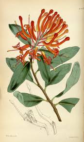 Maybe you would like to learn more about one of these? Embothrium Coccineum Forster Forster F Curtis S Botanical Magazine Vol 81 Ser 3 Vol 11 Botanical Drawings Botanical Art Drawing Botanical Illustration