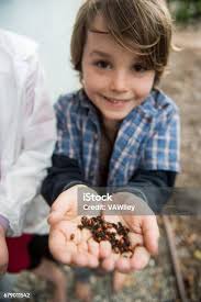 Boy Covered In Lady Bugs Stock Photo