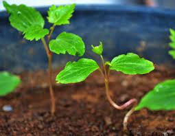 Maybe you would like to learn more about one of these? Cara Menanam Apel Dari Biji Di Pot Bibit Online