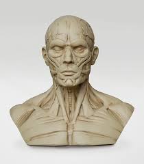 3dtotal Anatomy: Male mini bust