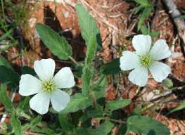Image result for Monsonia senegalensis