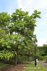 Image result for Artocarpus