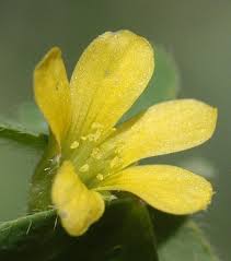 Image result for Oxalis corniculata