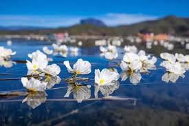 Image result for Ottelia cylindrica