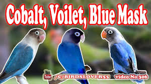 Difference Between Blue Mask Cobalt And Violet Video No 306 Youtube